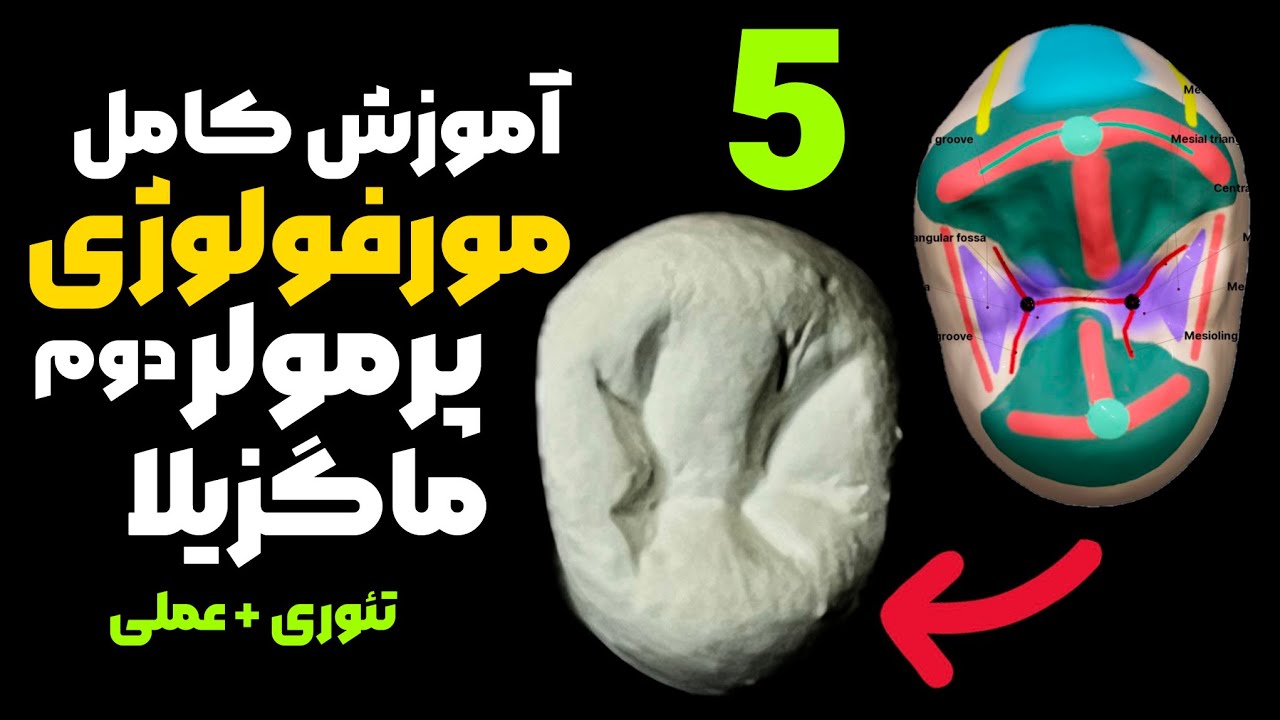 آناتومی دندان پره مولر دوم بالا| مورفولوژی پره مولر دوم بالا carving of maxillary second premolar