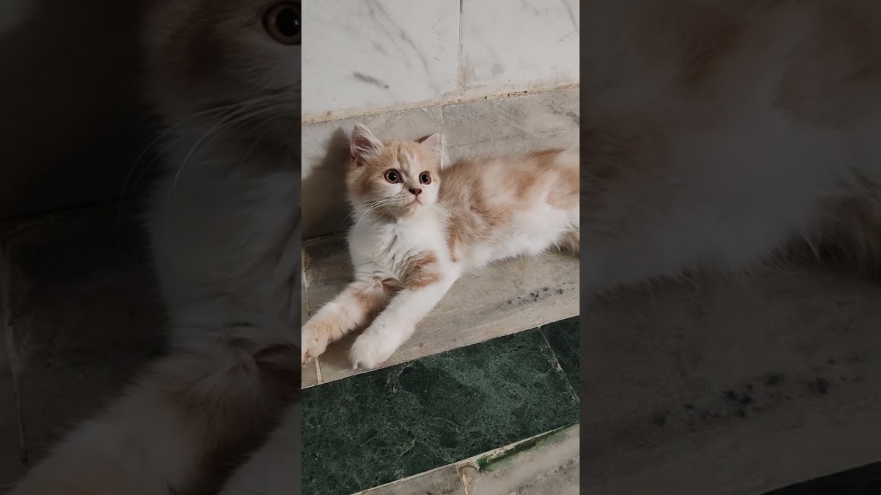 The Funniest Cat Moments That Will Make Your Day Better 😹 | Try Not To Laugh