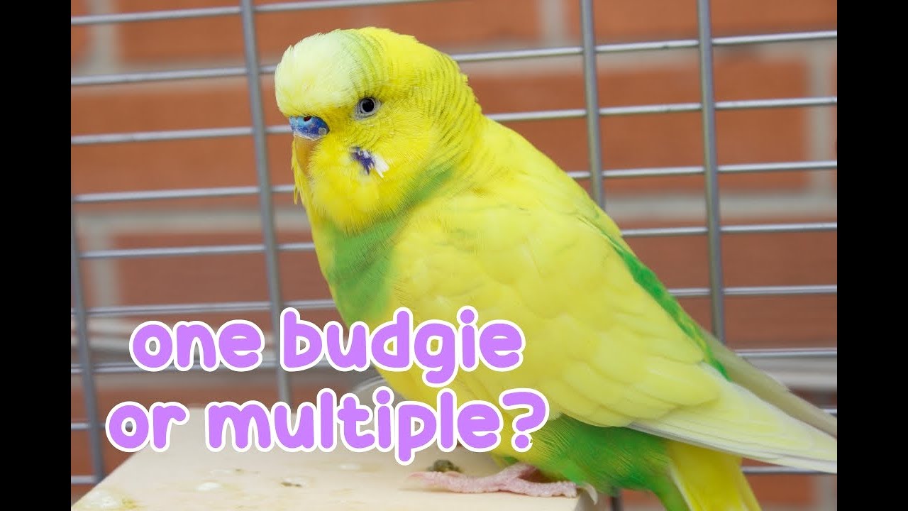 One Budgie or Multiple? | Advantages & Disadvantages 🎀
