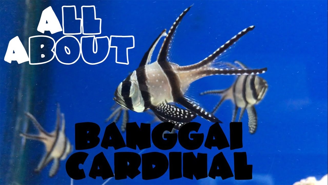 All About The Banggai Cardinal or Kaudern's or Highfin or Longfin