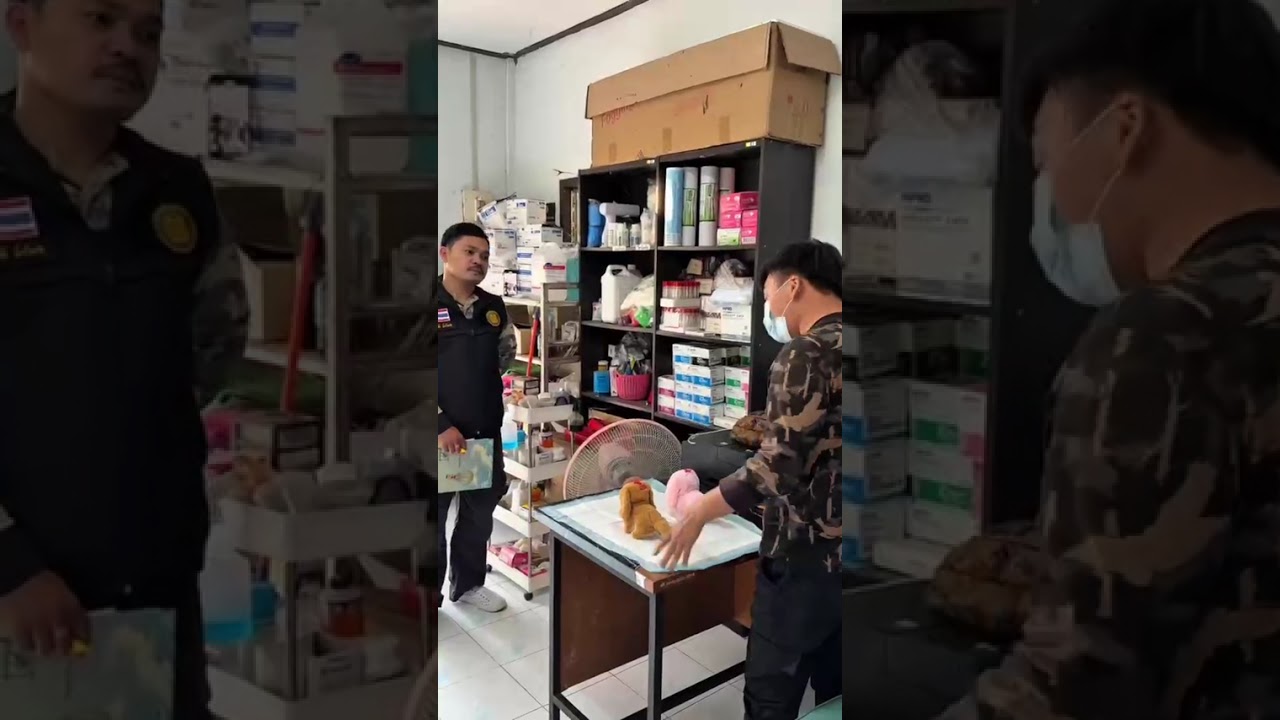 ละครเรื่องความรู้เกี่ยวกับกฏหมาย  #ส่งงานครูบูม #สัตวศาสตร์เกษตรจอมพล  