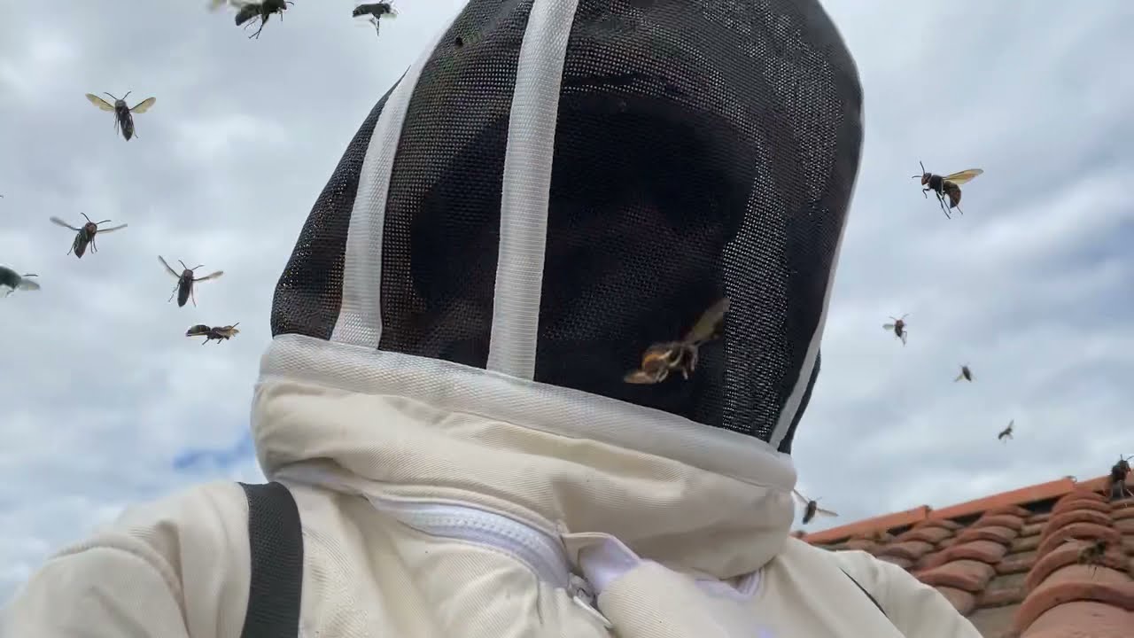 Nid de frelon sous toiture une valeur sur