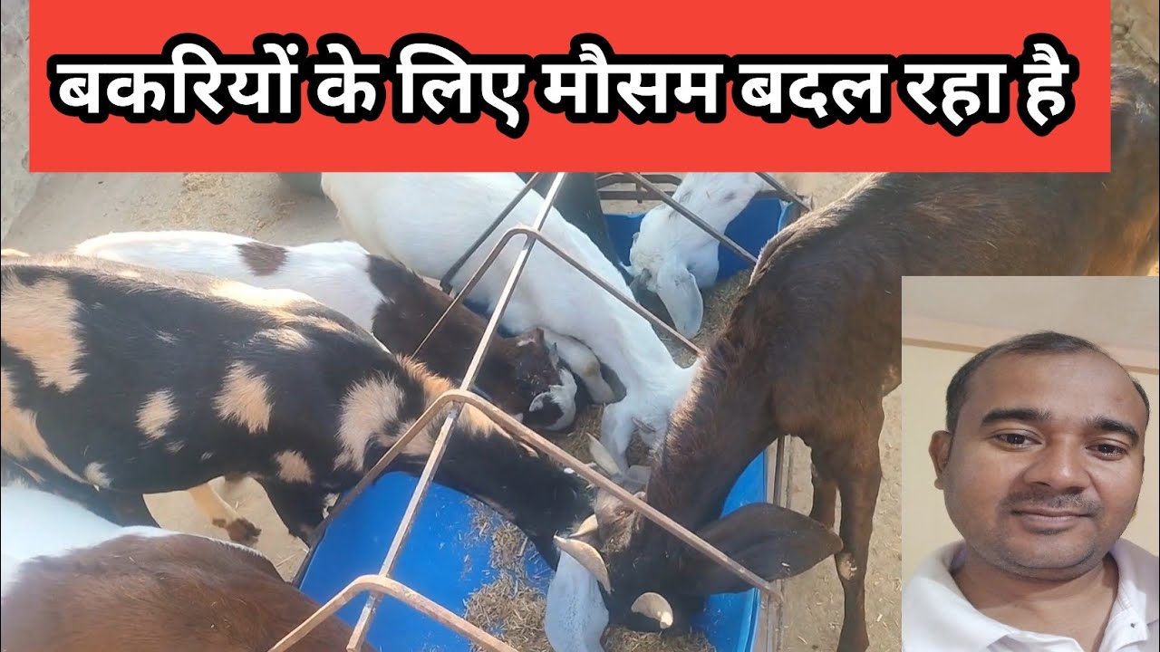 Garmiyo Me Bakri Palan Ke Liye Bhushe Ka bhandaran|Vimalumrao 
