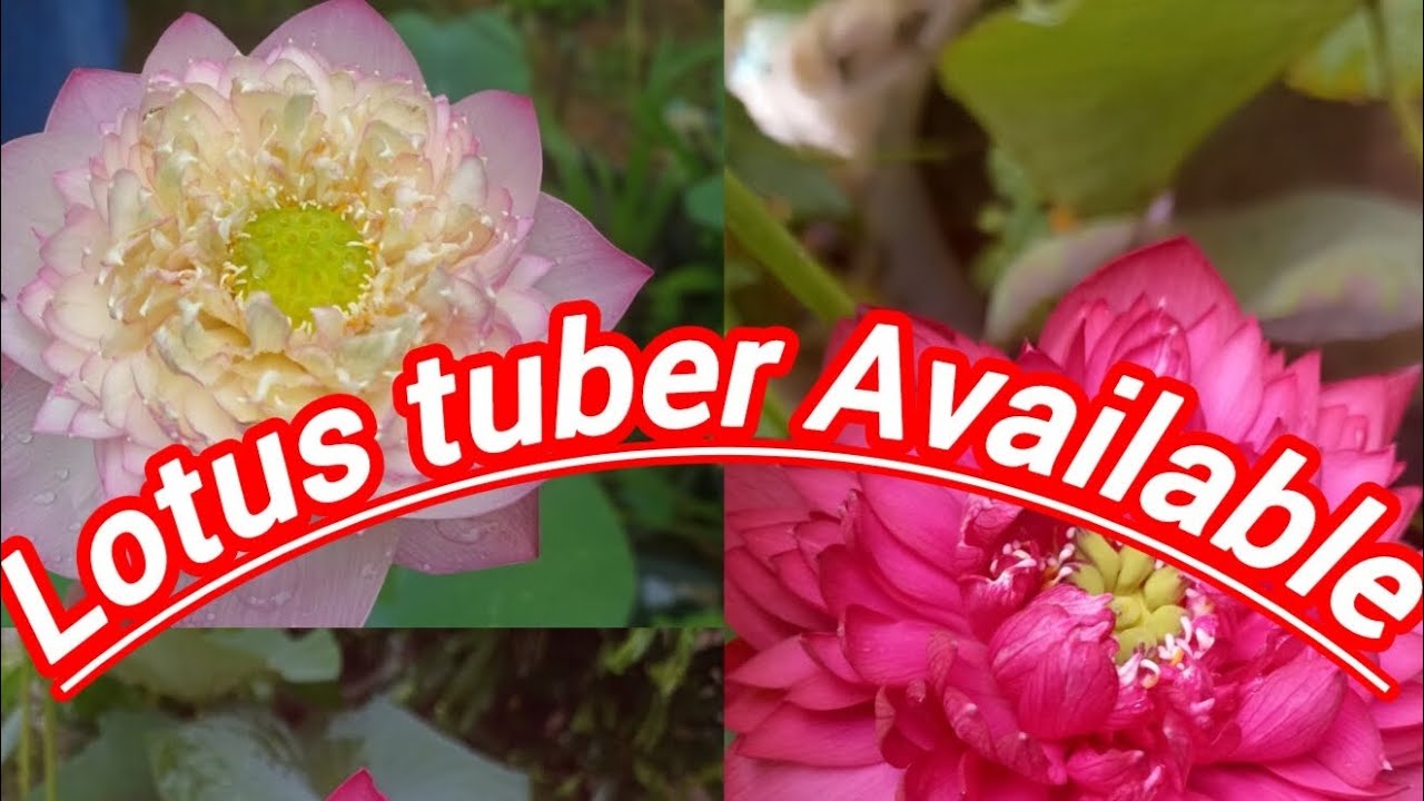 🌿🌿🪷#beautiful#lotusflower#selling#lotusplant#tuber #forsale#available#1million#viralvideo#views#like