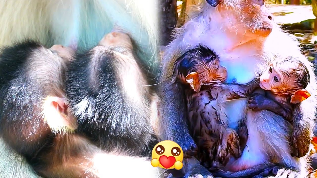 Newborn baby monkey!! Mother monkey has a hard time taking care of two baby monkeys at the same time
