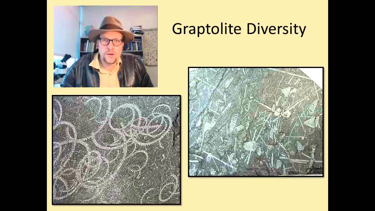What are Fossil Graptolites, and why are they useful in geology?