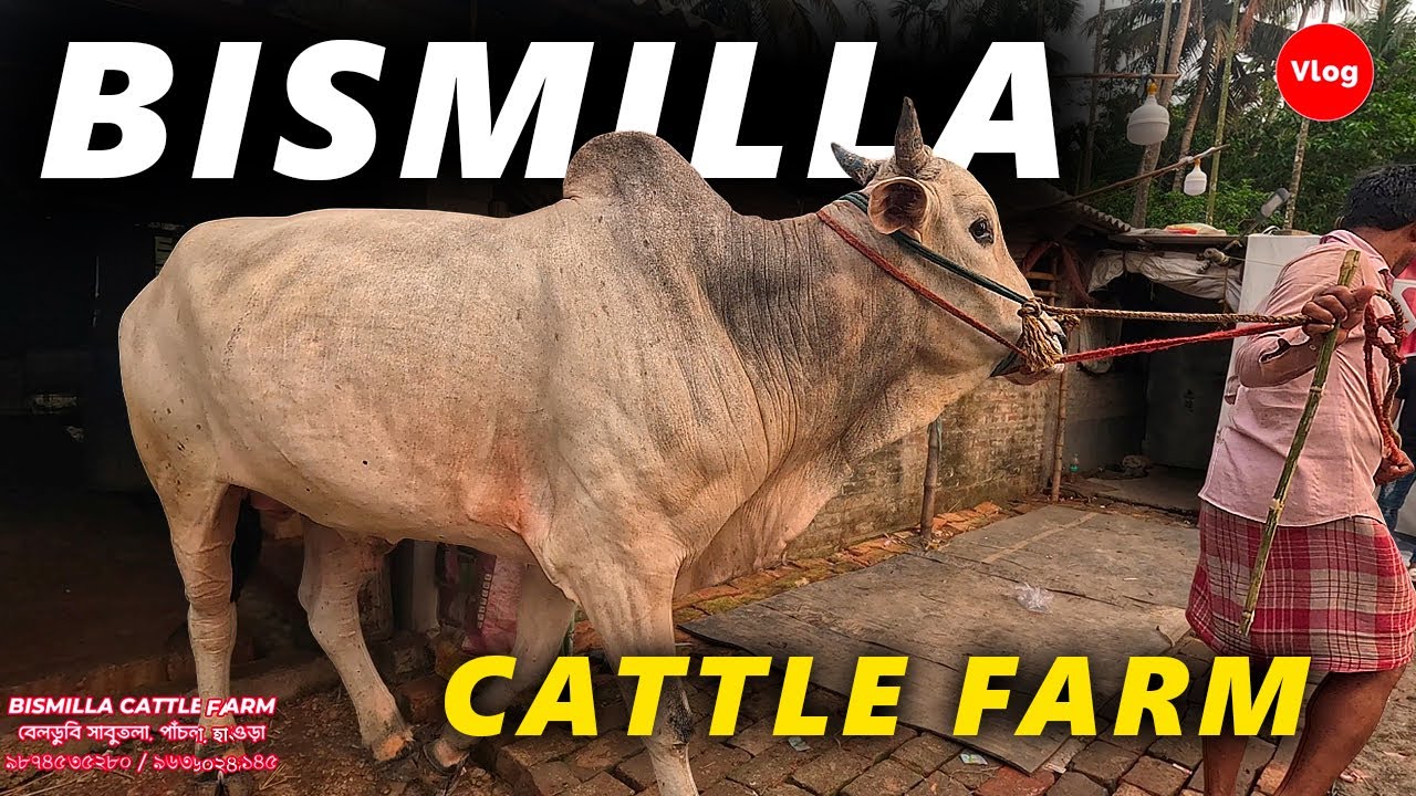 BISMILLA CATTLE FARM 2025 | KOLKATA COW 2025 | EID COW 2025 | Biggest COW 2025 | Cow Qurbani 2025