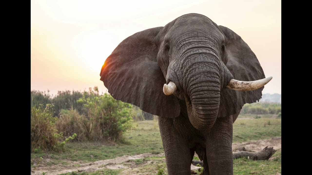 Elephant Rumbling Infra-sound Sound Effect