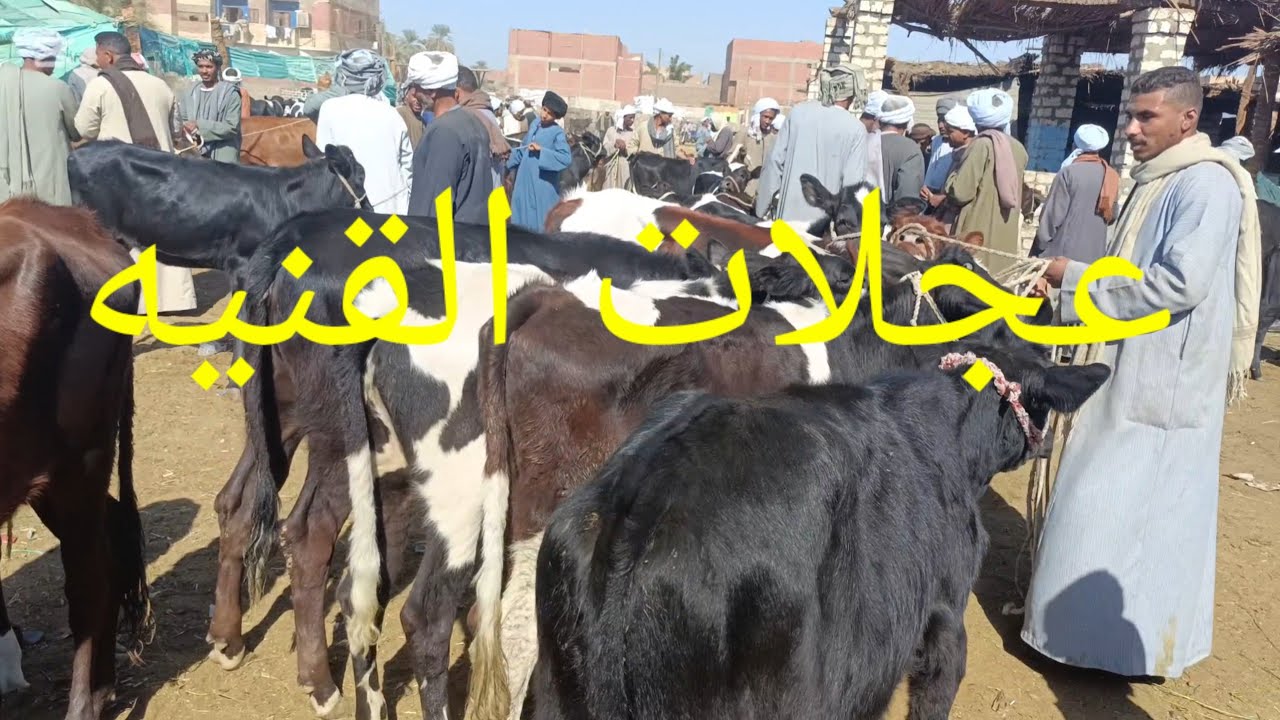 اسعار عجلات القاني من سوق دراو باسوان3/12