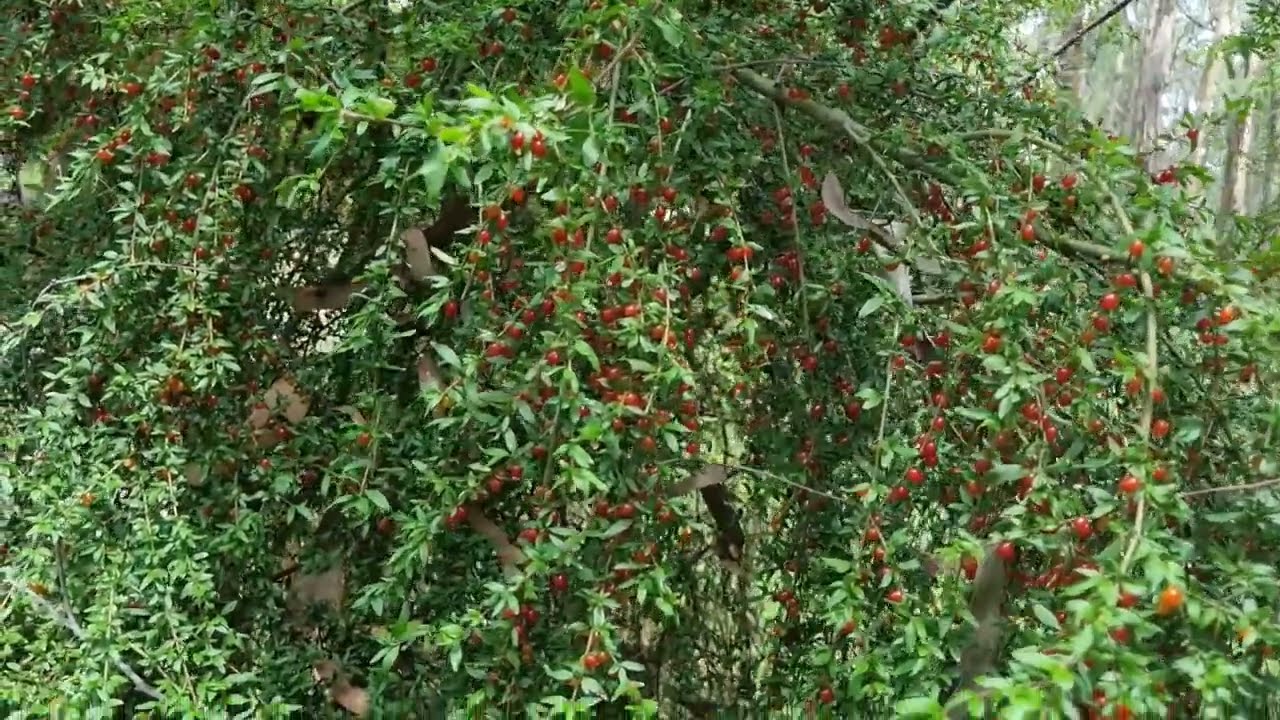 Edible foods from Victoria Aus .survival foods