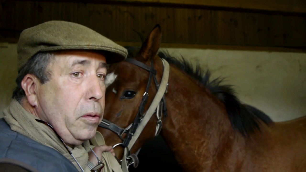 Éducation du jeune cheval : Formation des éleveurs du Stud-Book Selle Français
