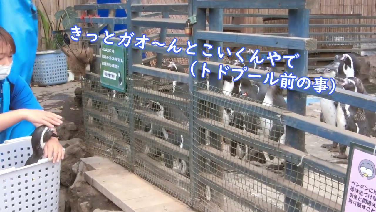 【ペンギン】新たな旅立ち（伊勢シーパラダイス／水族館）