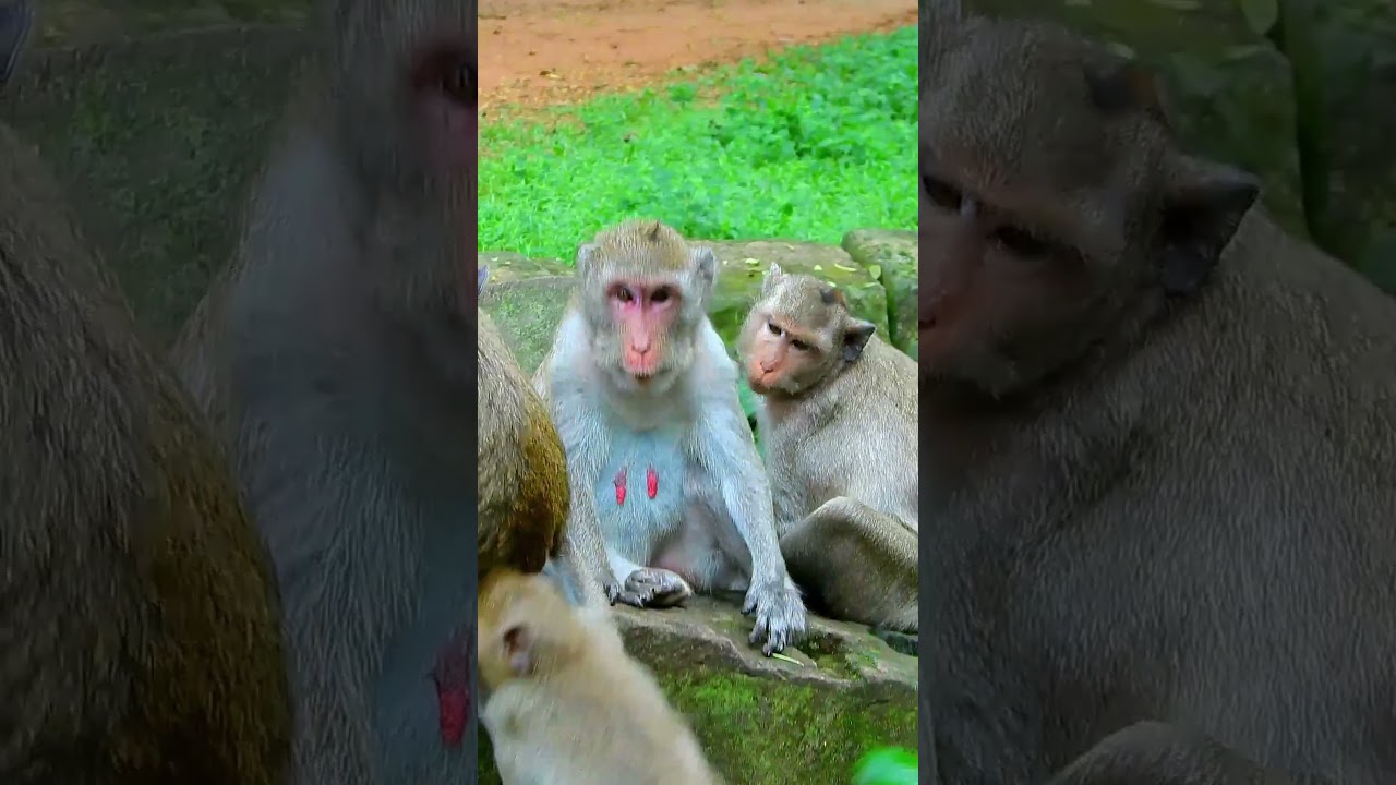 Best Clip Of Jane Monkey Family, Adorable Jonna Wann Drink Milk Jane Mum. #monkeyfamily #babyanimal