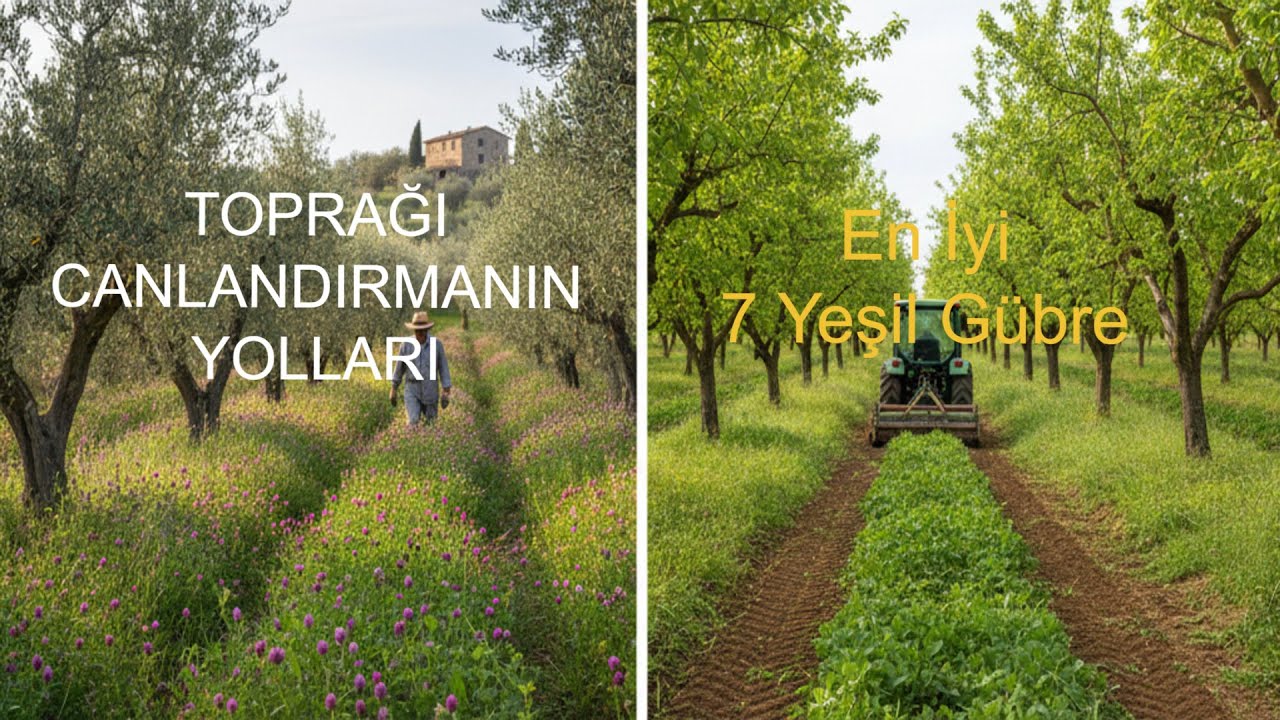 TOPRAĞI CANLANDIRMANIN YOLLARI | EN İYİ 7 YEŞİL GÜBRE