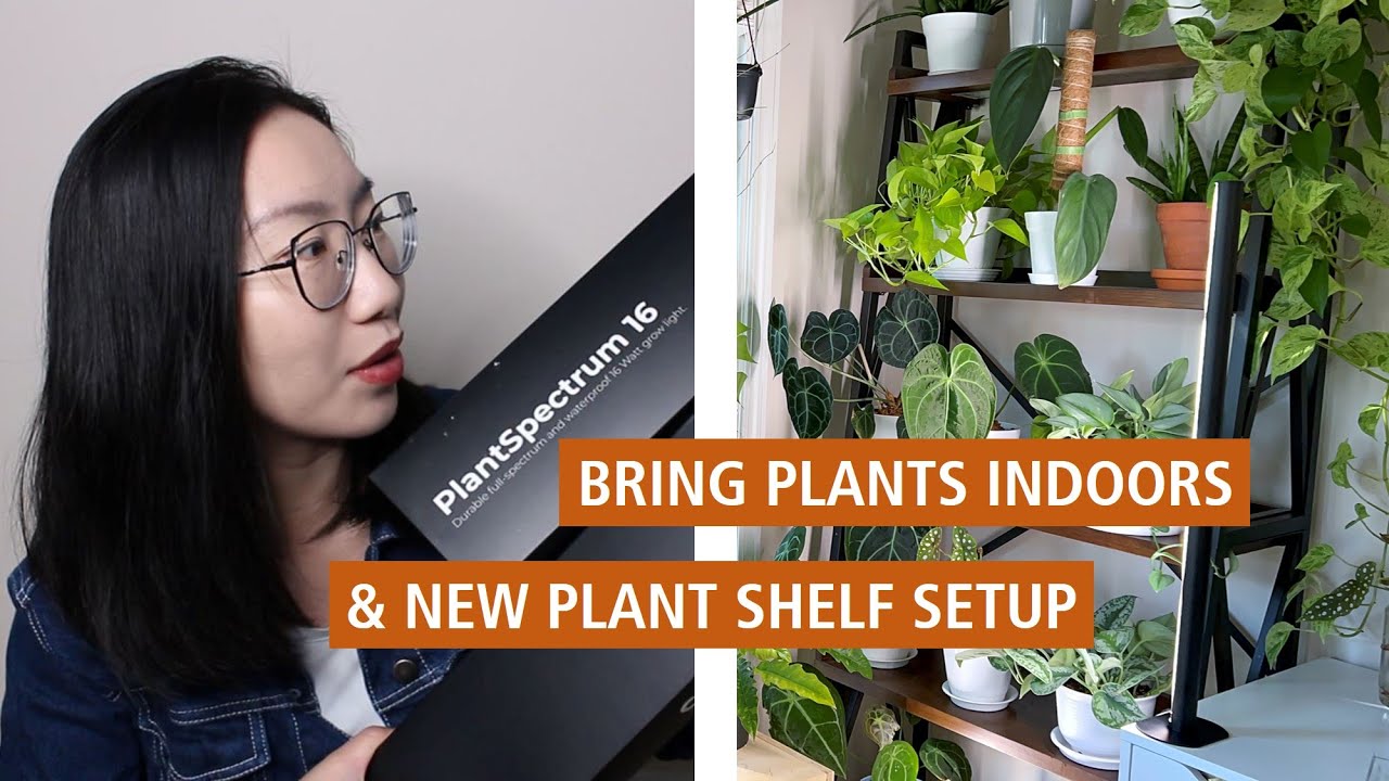 Moving Plants Indoors + Setting up Grow Lights (PlantSpectrum) + Plant Shelf Tour!