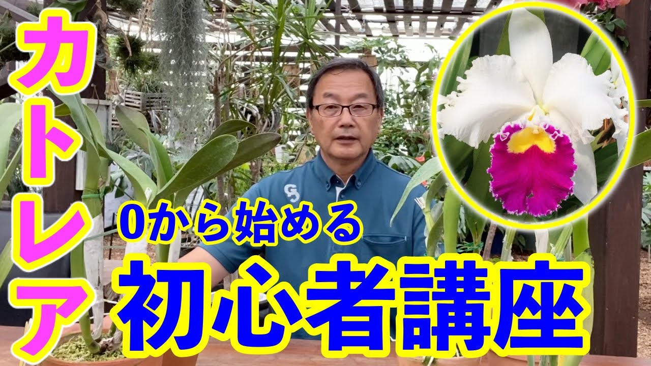 【洋蘭】ランの女王カトレアを初心者でもわかりやすく生態から解説します