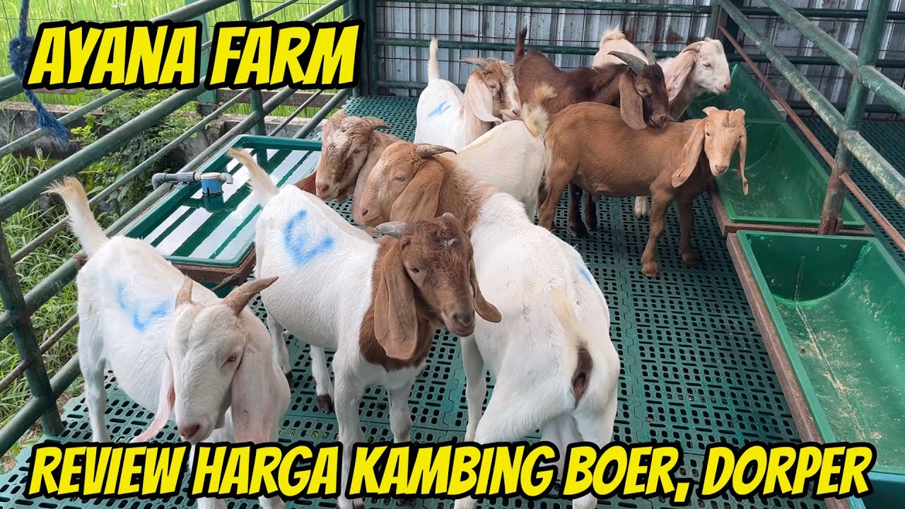REVIEW HARGA KAMBING BOER, DORPER, SUFFOLK, TEXEL DI AYANA FARM KEDIRI