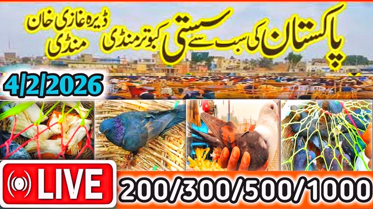 Kabootar Mandi | DGKhan Latest Update 46Vlog | DGKhan Mandi | Kabooter Mandi Kay Live Rates SpeciaL 