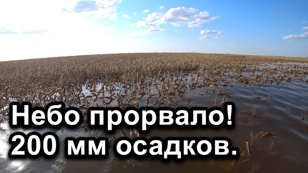 Уборка 2021г временно остановлена. Пшеница плавает!