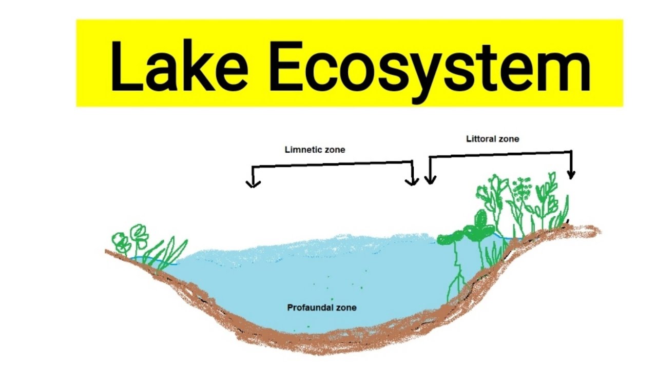 Lake ecosystem|Aquatic biology|Lentic ecosystem|Freshwater ecosystem