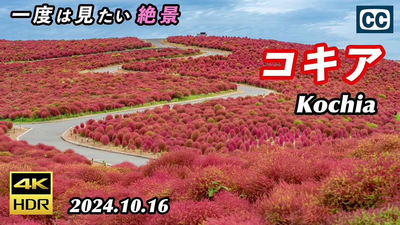 【コキア/国営ひたち海浜公園/4K HDR】一度は見たい真っ赤なコキア/Red Kochia/ Hitachi Seaside Park【茨城県ひたちなか市】