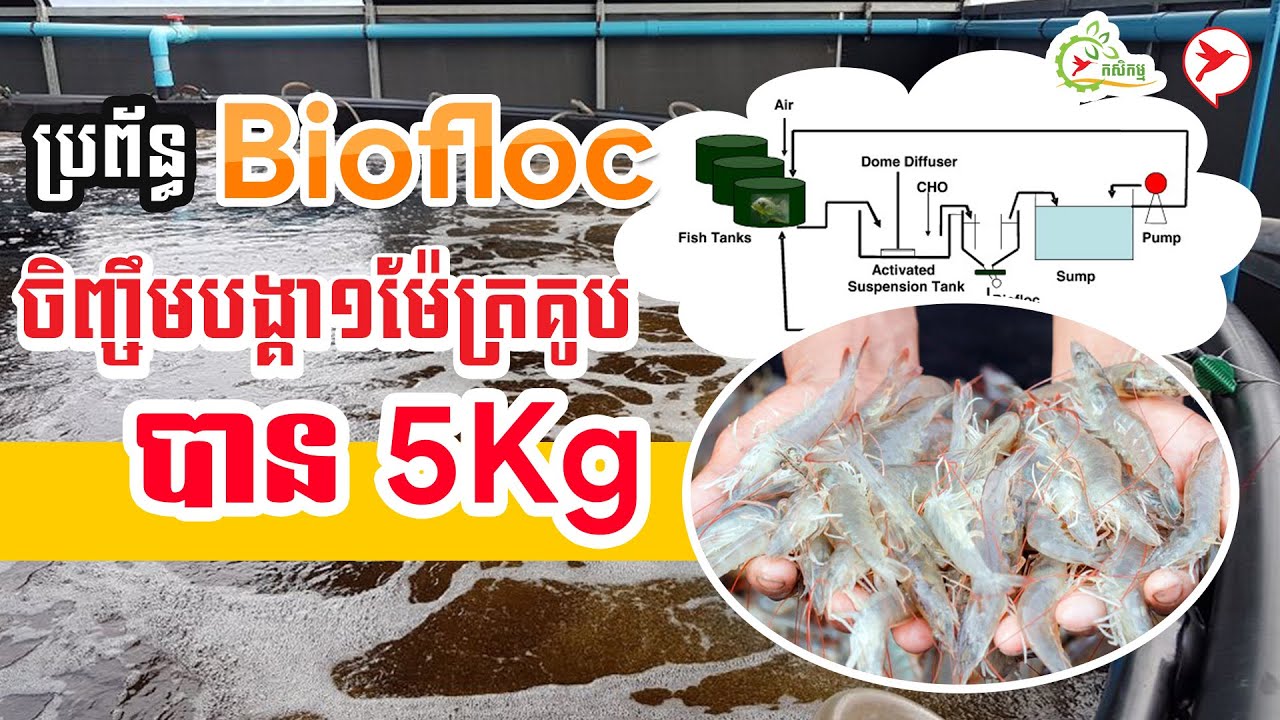 ប្រព័ន្ធ Biofloc ចិញ្ចឹមបង្គា១ម៉ែត្រគូបបាន 5Kg | កម្មវិធីកសិកម្ម