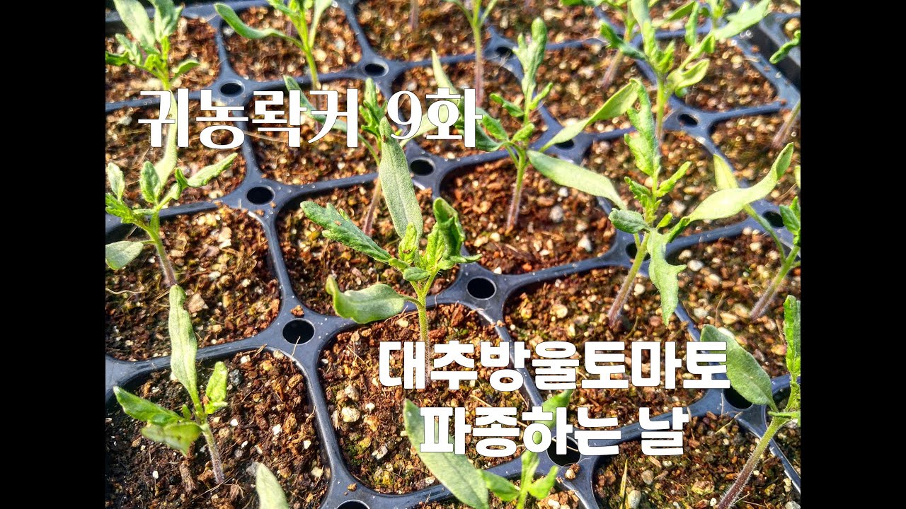 귀농롹커 9화 : 대추방울토마토 파종하는 날