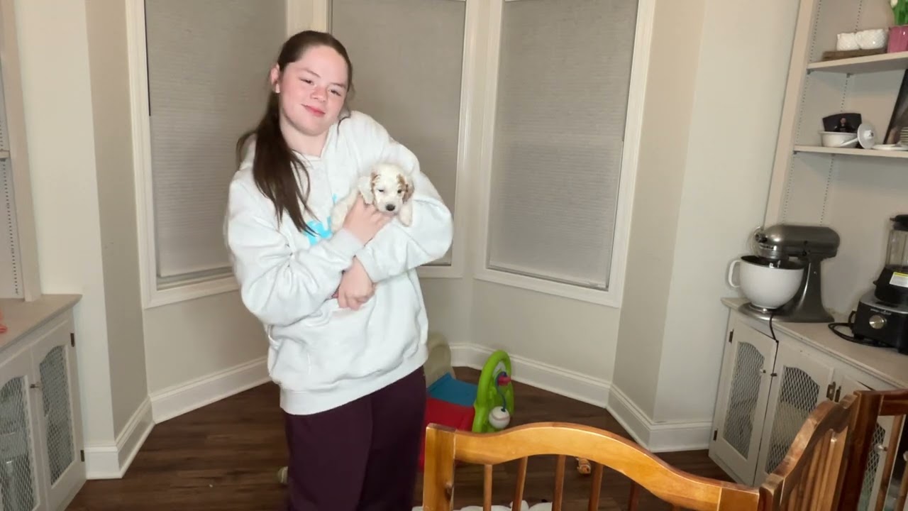 Ginny female 6 weeks old BAB Temperment evaluation ( this test is usually done at 8 wks) 