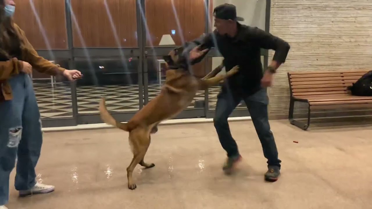 Demonstração de cão da raça Pastor Belga Malinois