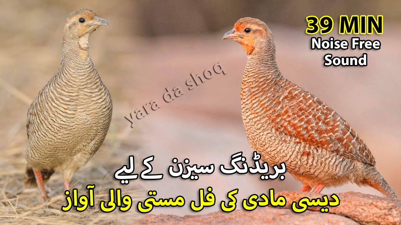39 Min Long Desi Female Teetar ki Awaz | Madi ki Full Mast Awaz | Breedin Season Best Sound