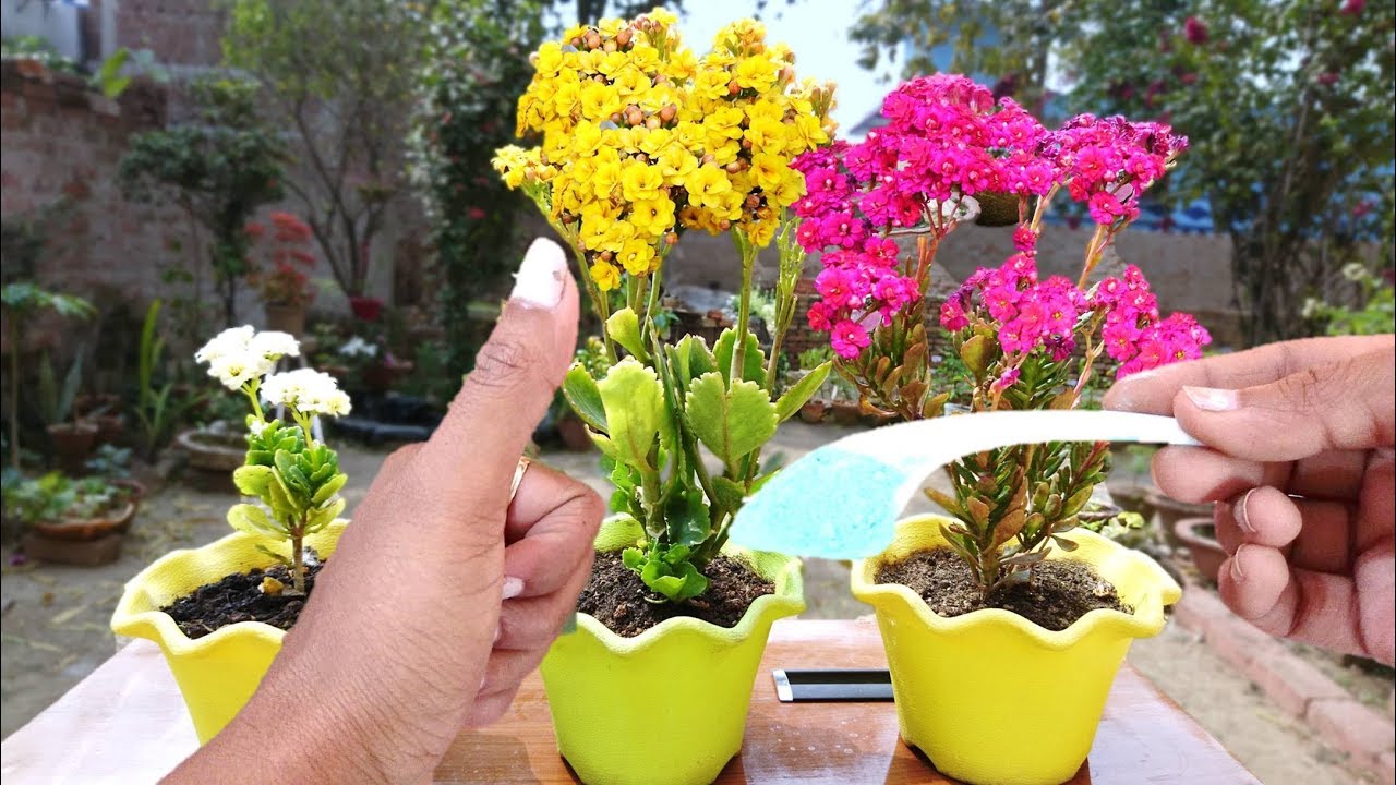 Kalanchoe Summer Care | Hindi/Urdu
