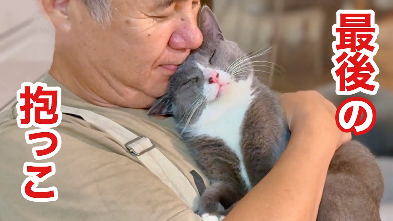 【里親決定】甘えん坊の元野良猫､ずっとのお家へ✨