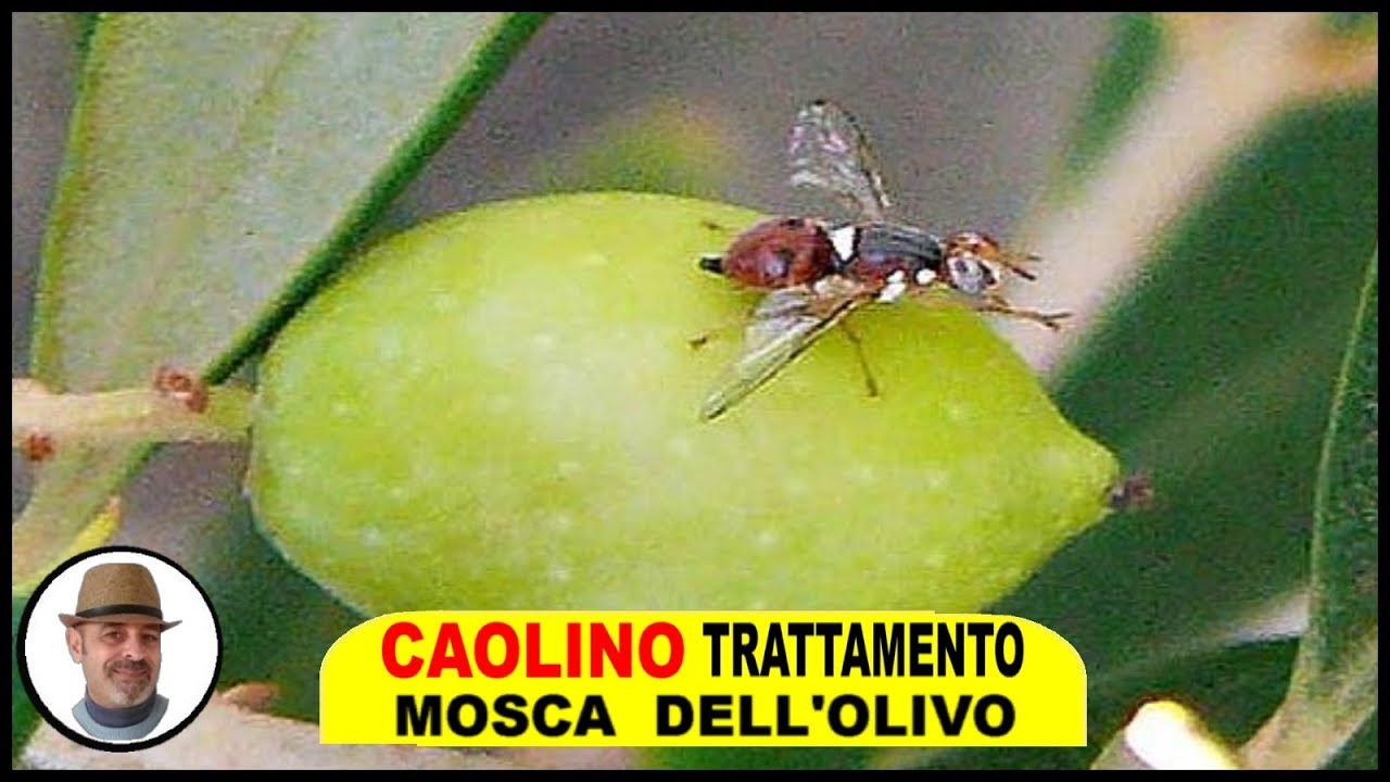 CAOLINO TRATTAMENTO MOSCA OLIVO e tutto quello che c'è da sapere