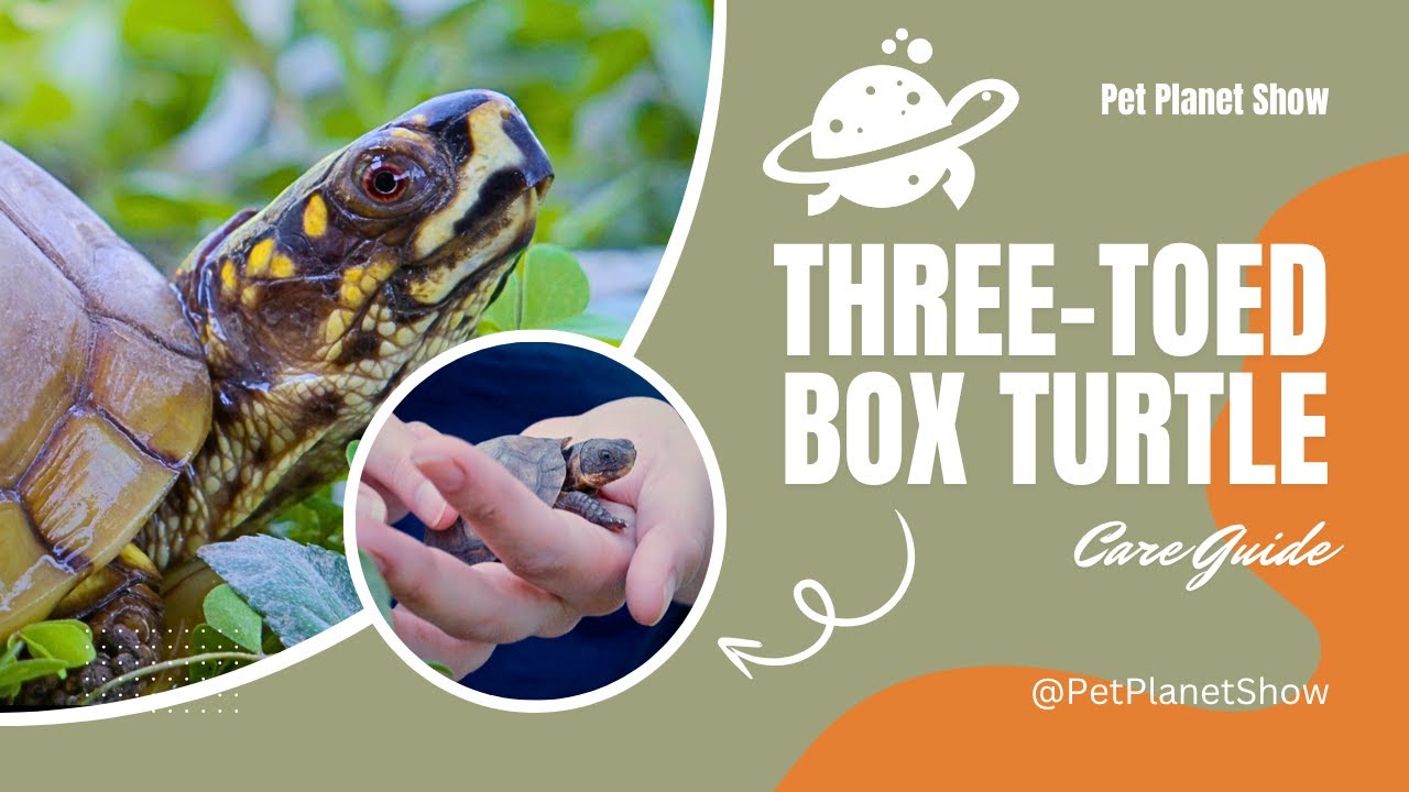 Three Toed Box Turtle Complete Care Guide Ep. 1