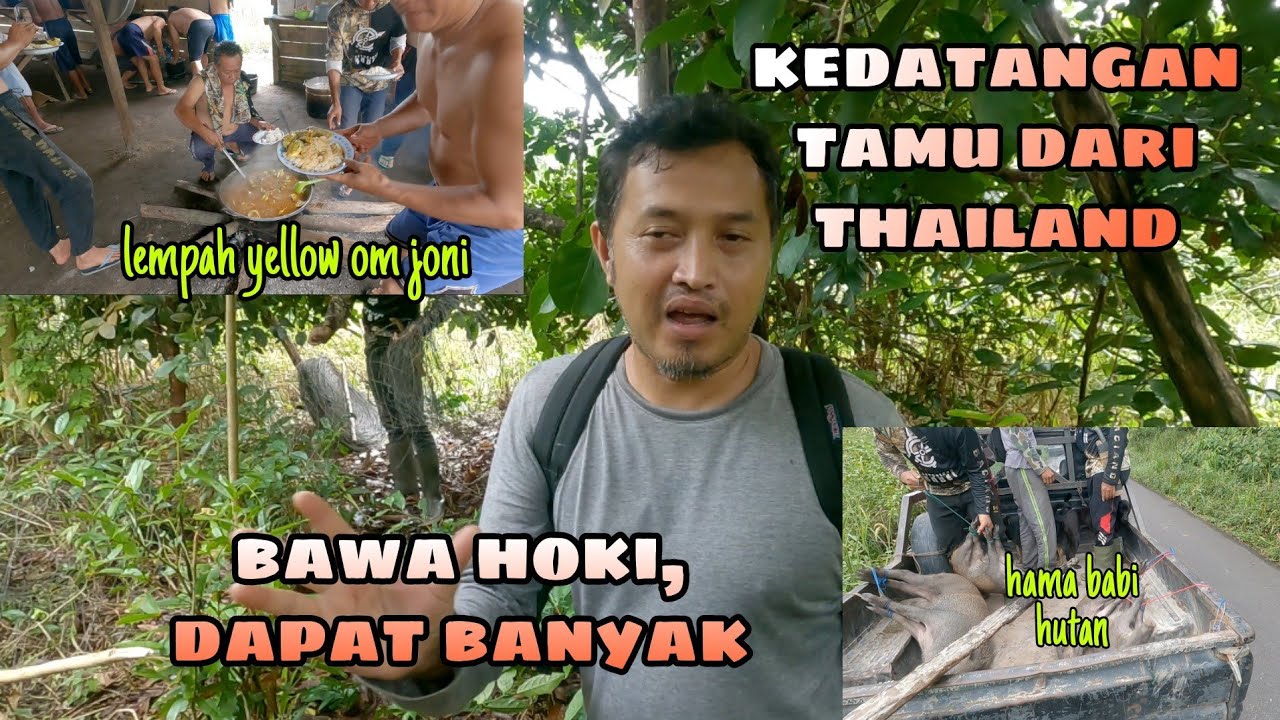 BERBURU BABI HUTAN; (PART III.)CUACA MENDUKUNG,4 poin HAMA BABI BISA MENGURANGI BEBAN PETANI