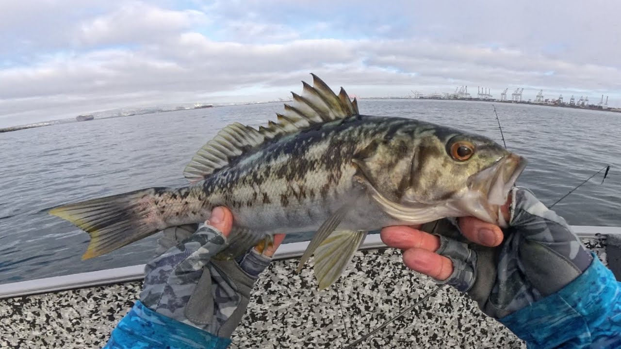 Calico and Sand Bass Fishing, Long Beach Harbor