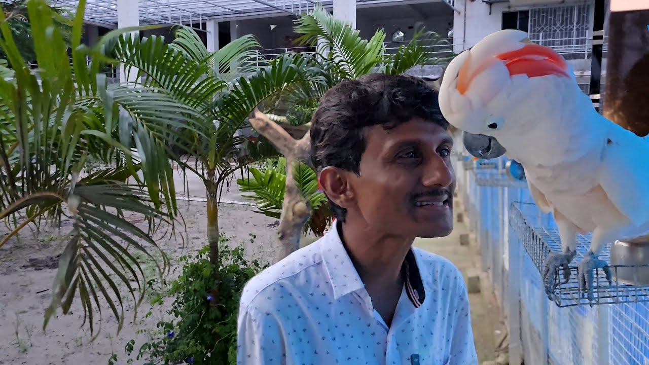 New Parrot's Outdoor Aviary Update / Parrot Dipankar New Farm.