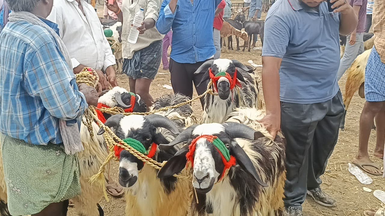 guntur nallapadu sheep big size kids market | macharla sheep kids