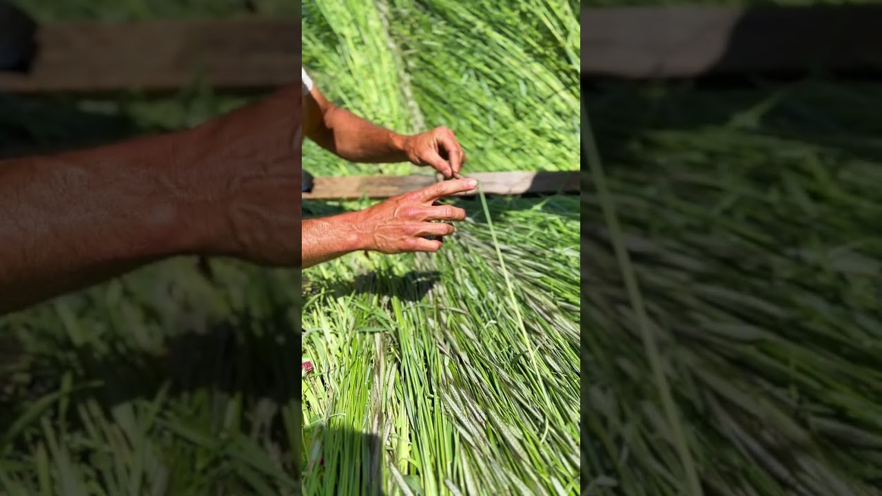 More on cover crops. #covercrop #farming #farmlife #farmer #notill #notillfarming
