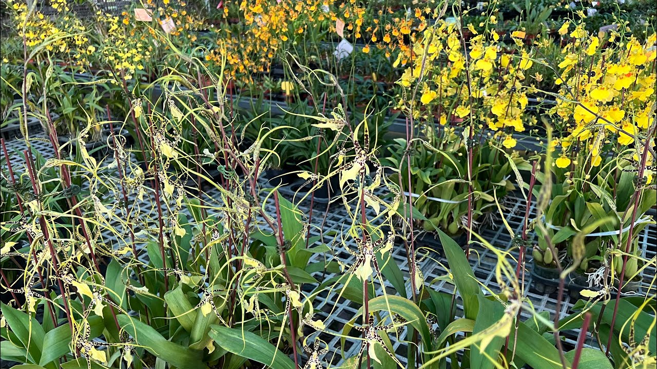 2023年7月28日 東昇珍奇蘭園的花！文心蘭的世界！ 有大蜘蛛蘭耶！還有什麼呢？