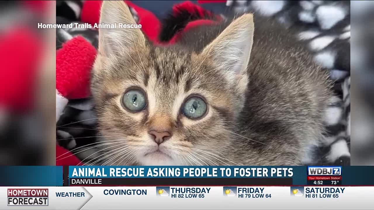 Danville Rescue Asking For People To Foster Pets