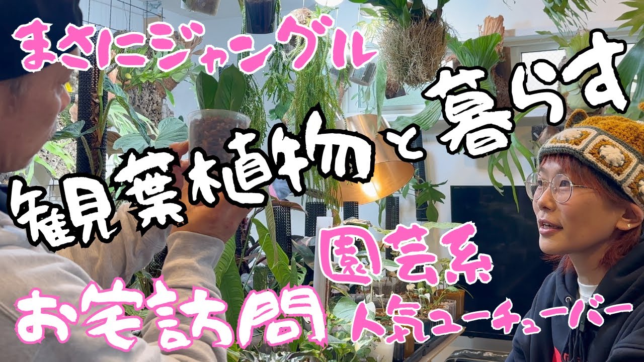 【ジャングルハウス】7年で200株超え、約150品種の観葉植物と暮らす花森さんのお宅訪問《ねこチップ/ねこの登り棒/花森家/熱帯植物大好き》