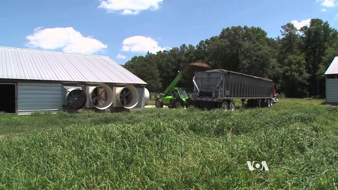 Maryland’s Chicken Pollution Problem Highlights Global Issue