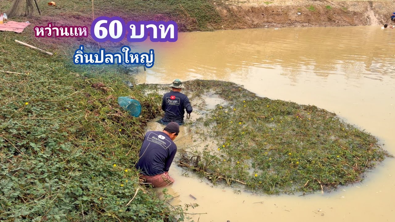 หว่านเเห บัตร 60 บาท ลุยผักกระเฉด ปลาเข้าเต็มๆ จึดเดียวคุ้ม / บ้านนอก EP.1,005