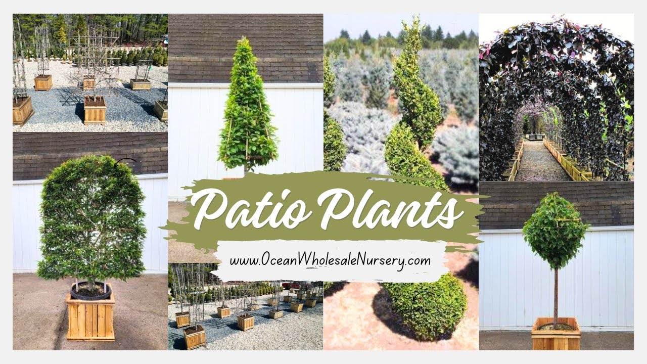 New Collection Of Patio Plants  #patiodesign