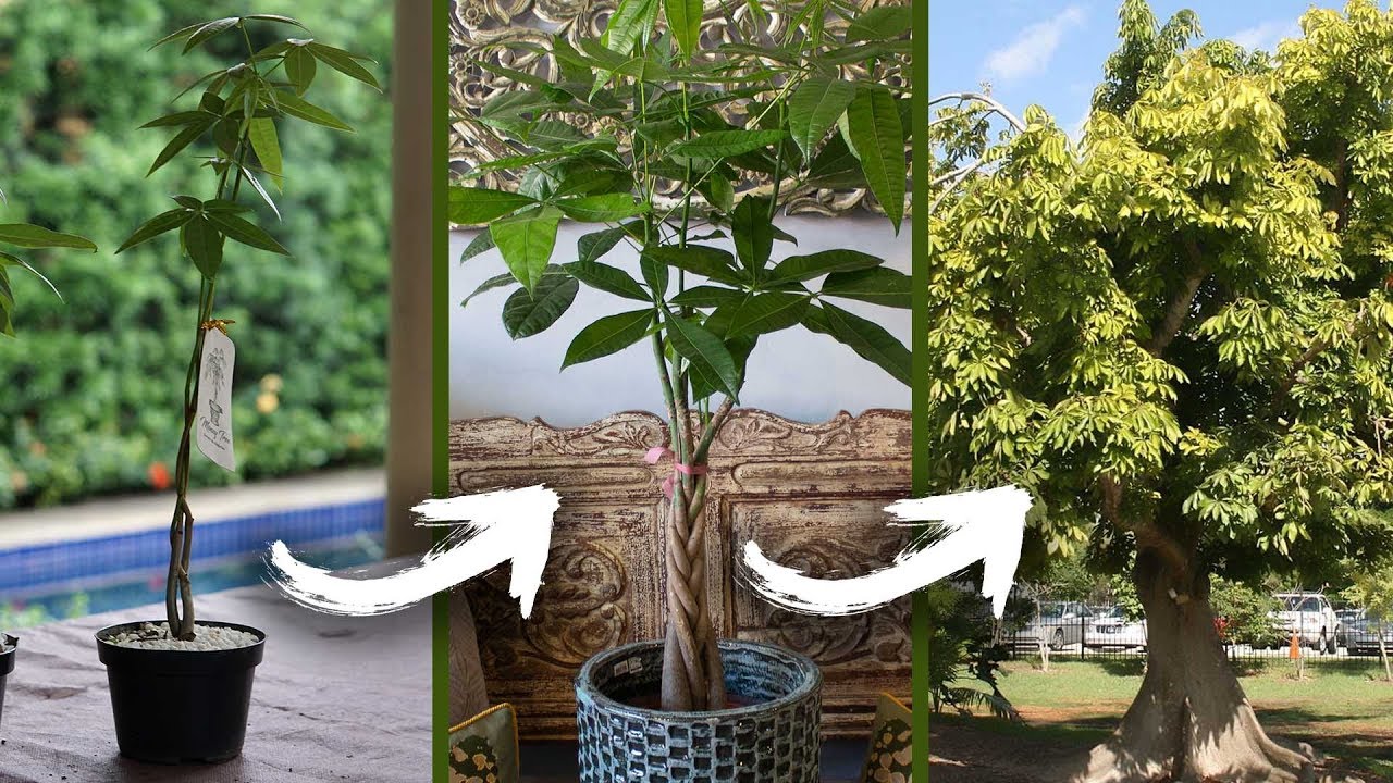 COMO CULTIVAR A ÁRVORE DO DINHEIRO | Nô Figueiredo