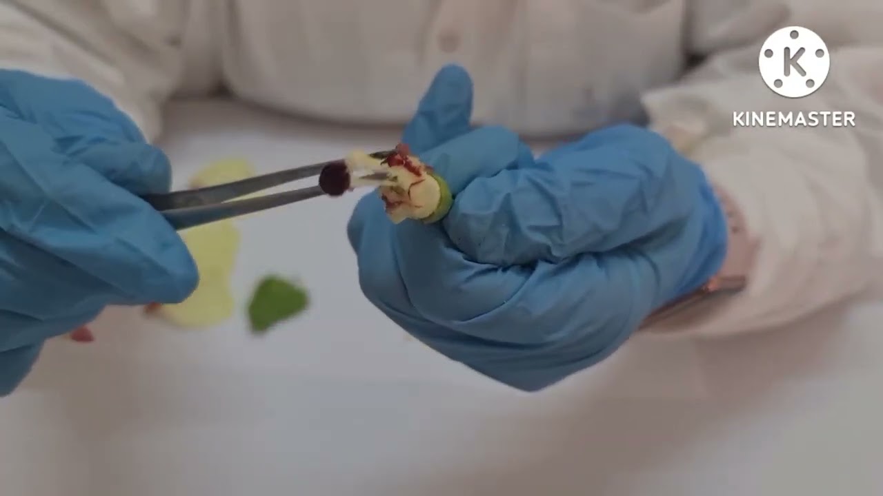 تشريح الزهرة ..زهرة تلقح بواسطة الحشرات (استقصاء تركيب الزهره) FLOWER DISSECTION