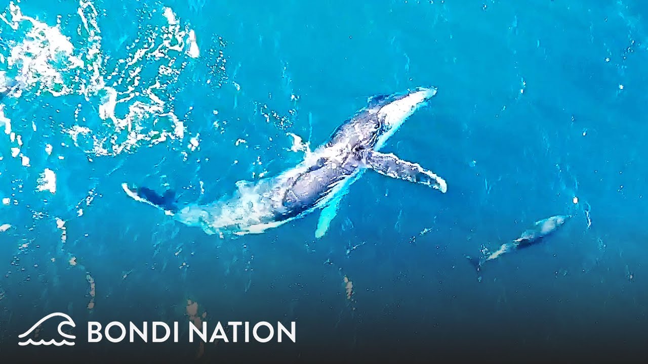 INCREDIBLE Drone Footage - Whales, Dolphins and Seal ALL Play Together Off Sydney Coast