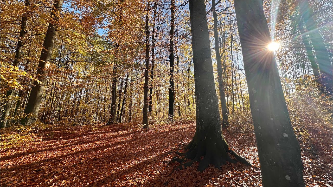 „waldbaden“ im Herbst - entspannen