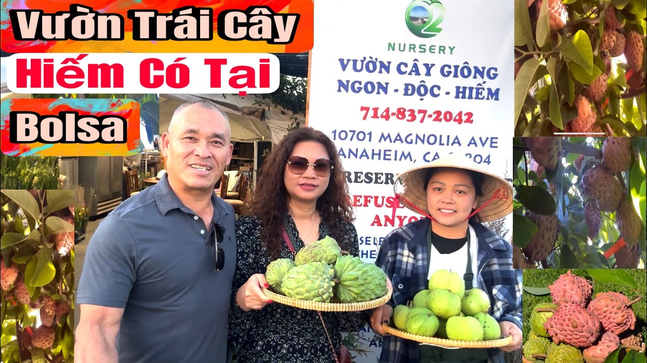 Vườn Trái Cây Cô Gái Trẻ Việt Tại Bolsa,Nổi Tiếng Nhiều Trái Cây Ngon Hiếm Có